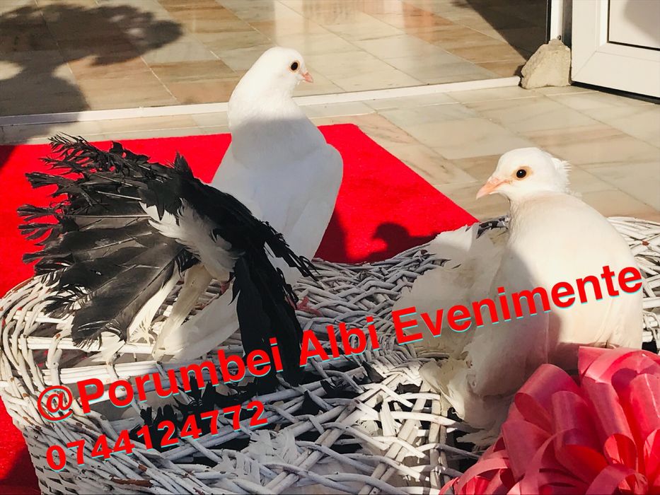 Porumbei Evenimente