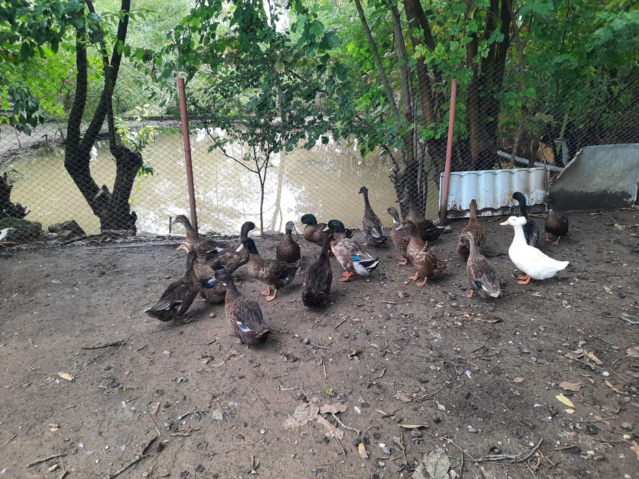 Rațoi românești culoare sălbatic