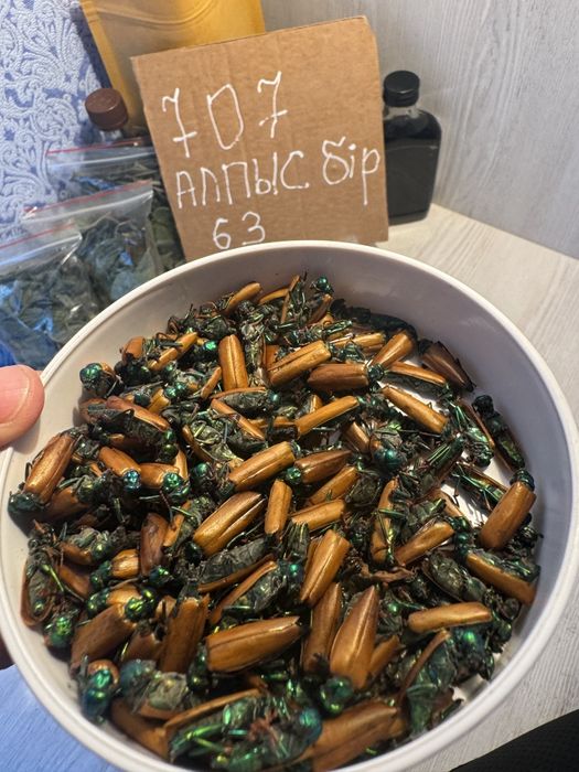 Алтын коныз маайский жук