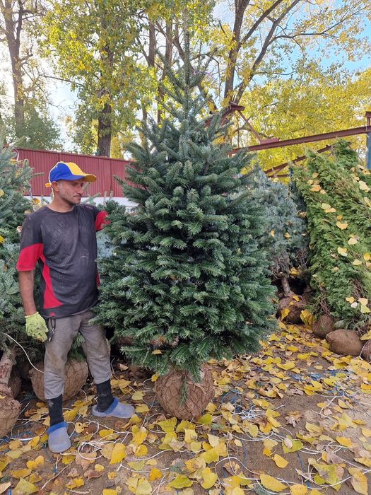 Brad normandiana la balot de pamant