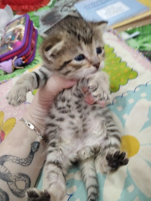 Продам котят шотландские
