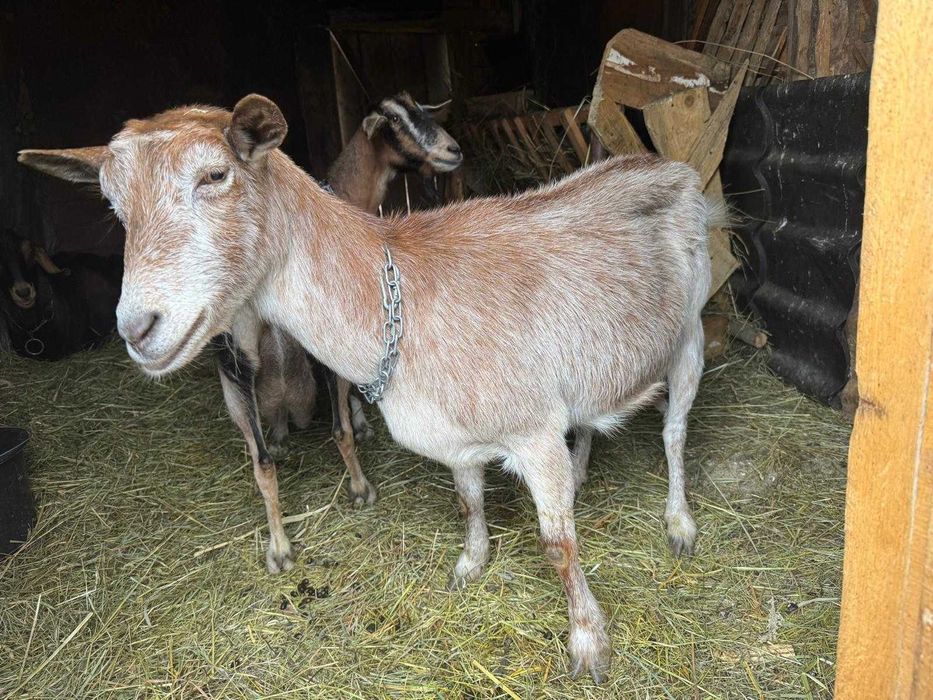 Vând țap și două capre