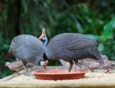 Induk, sesarka, indoutka, tovuqlar sotiladi