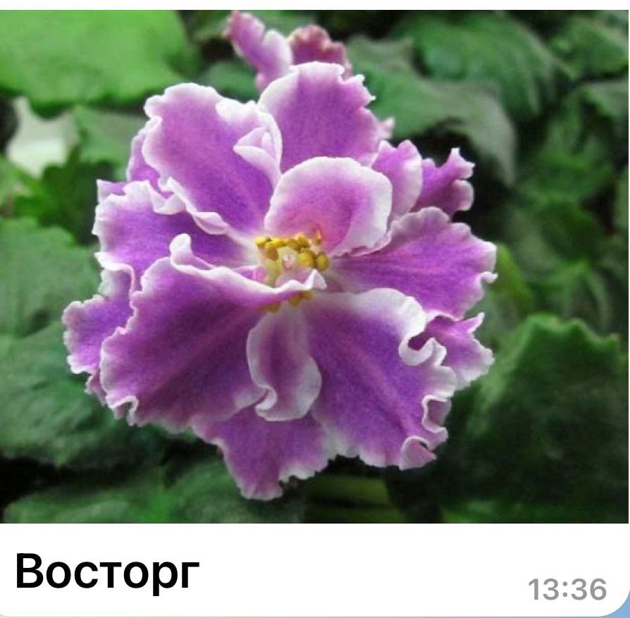 Проодаются домашние цветы