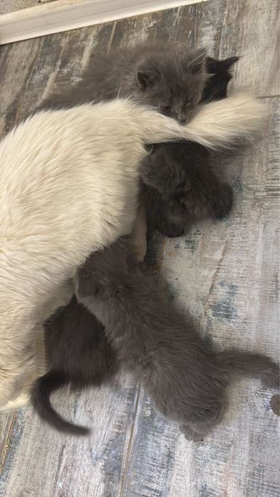 Отдам котят в добрые руки