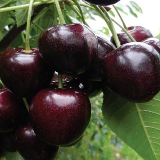 Cireș (Soiul Regina )