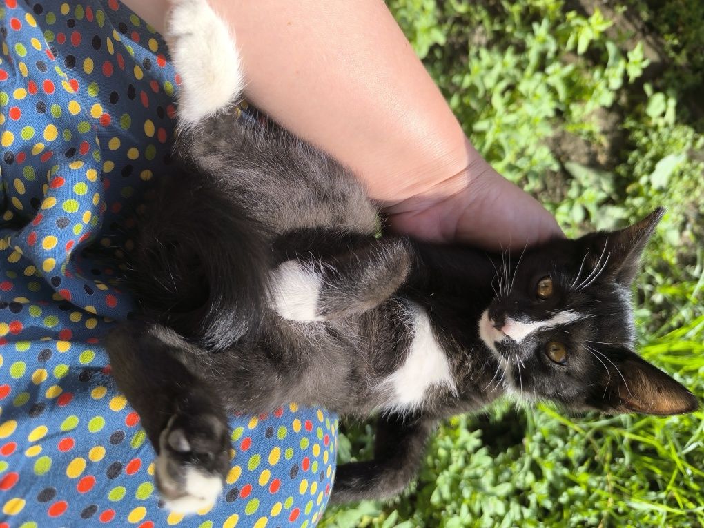 Котята мушукчалар бепул