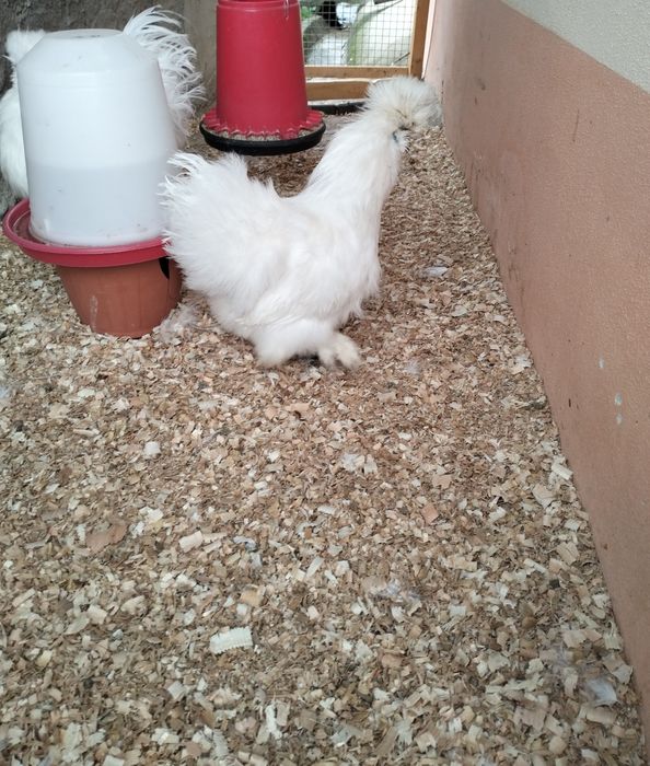 Vând găină de mătase japoneză