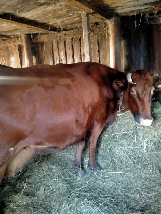 Продам. Продам  коров