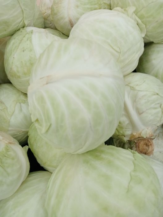 Капуста белокочанная