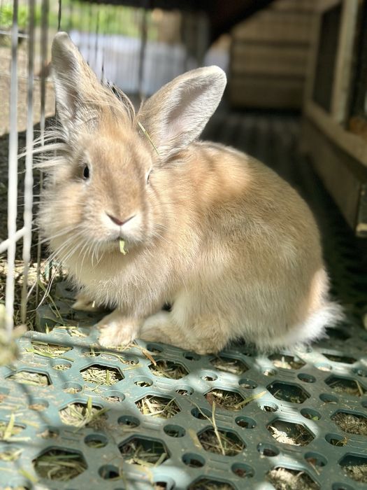 Vand iepuras cap de leu