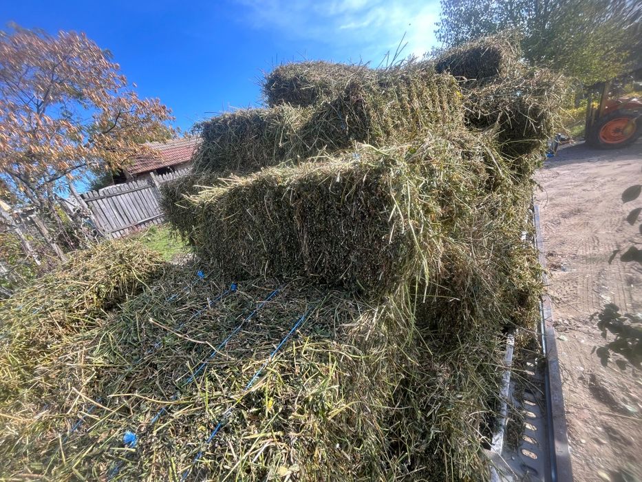 Baloti lucerna irigata 30/bucata