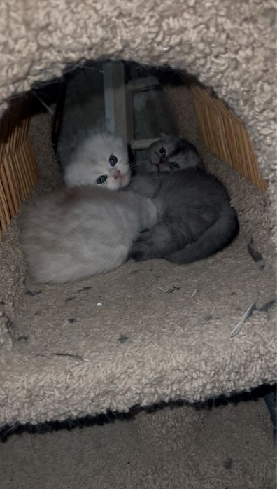 чисто кровный серебристая шиншилла