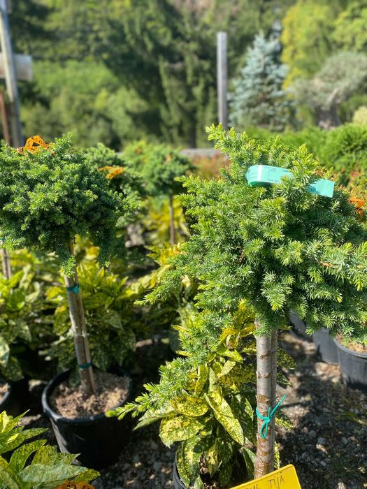 Plante ornamentale care oferă un aspect elegant grădinii tale