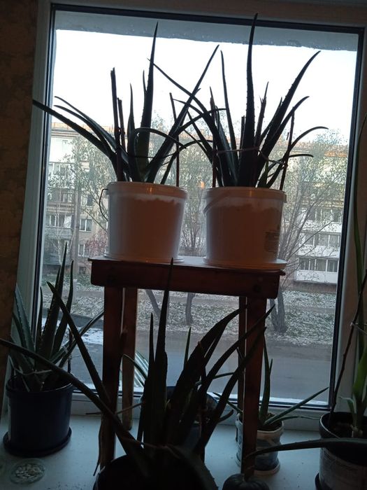 РАСПРОДАЖА!!! Продам, цветок Алоэ вера,  более 3.5 лет.