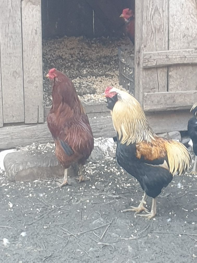 oua incubat araucana ,australorp ,mii de flori pitica