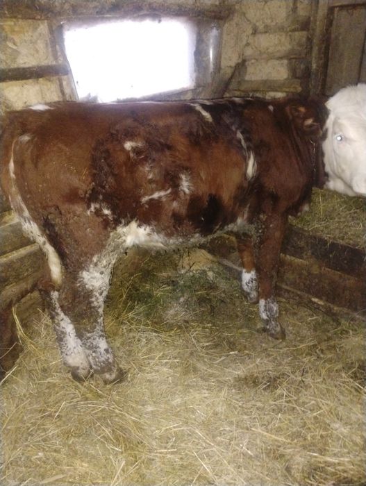 Vând juninca de bălțată româneasca din mama buna de lapte