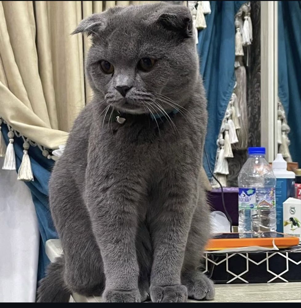 Zottor mushuk Scottish fold