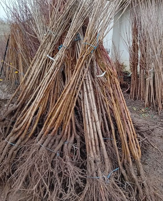 Pomi Altoiti certificati