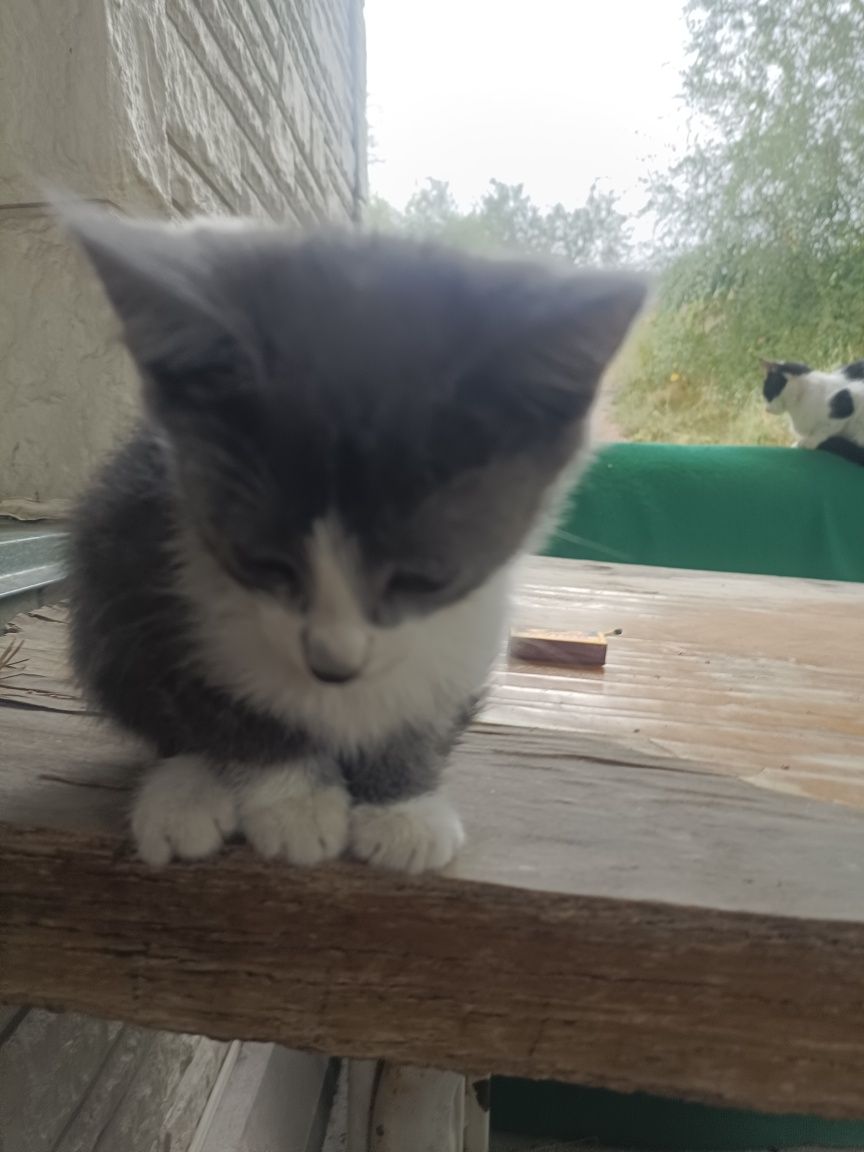 Котят отдам даром