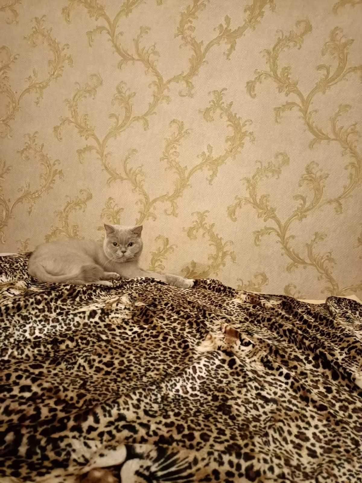 передержка котов и кошек