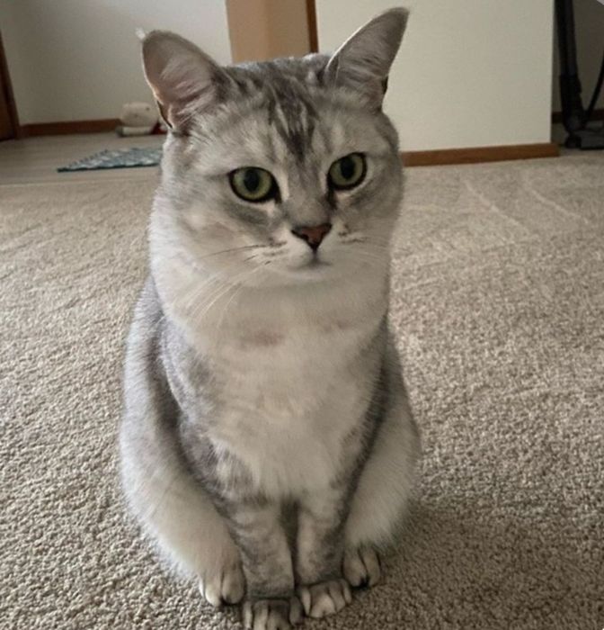 Кошка Бурмилла животное