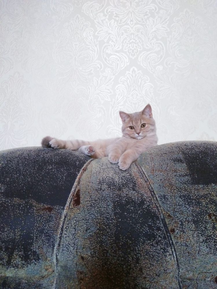 Отдаем в добрые руки ласковую кошечку