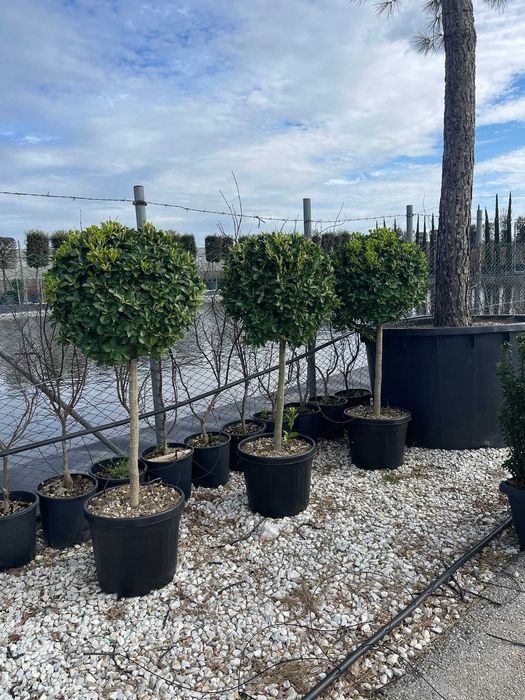 Plante ornamentale premium pentru amenajări moderne de grădini
