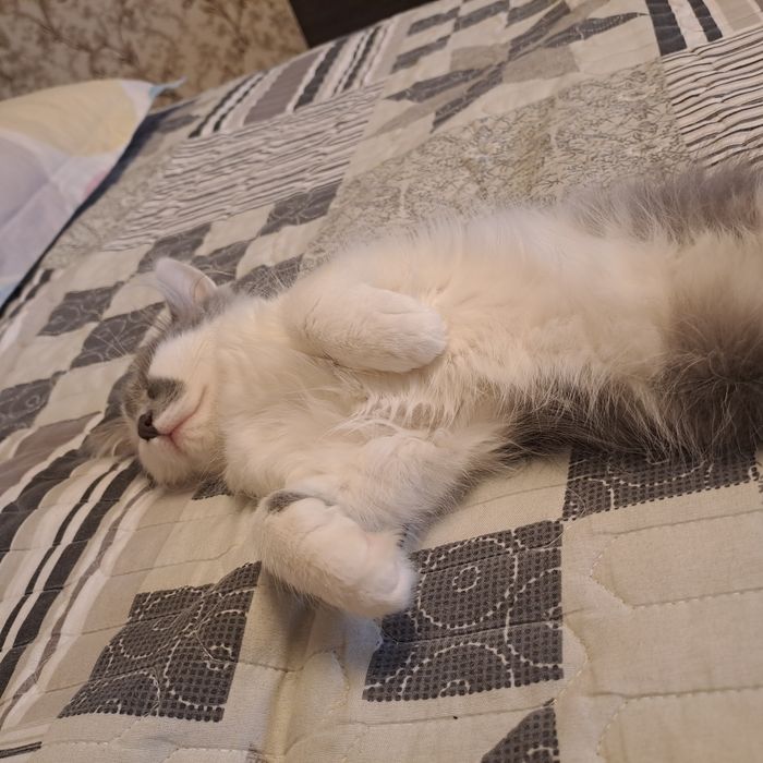 Домашний котенок