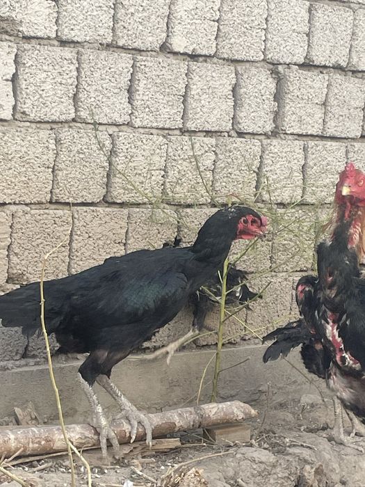 Dakan xoroz touq jojala sotiladi