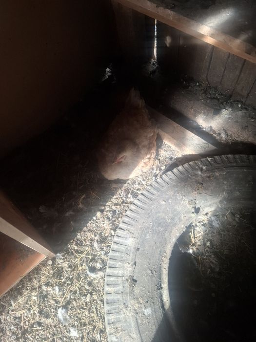 Găini și cocosii de vânzare