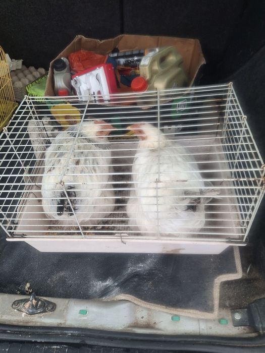 Vând găini corcitură Brahna