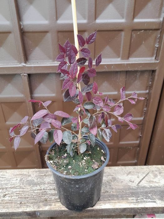 Лоропеталум/червен