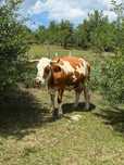 Vaca si vitea baltata romaneasca