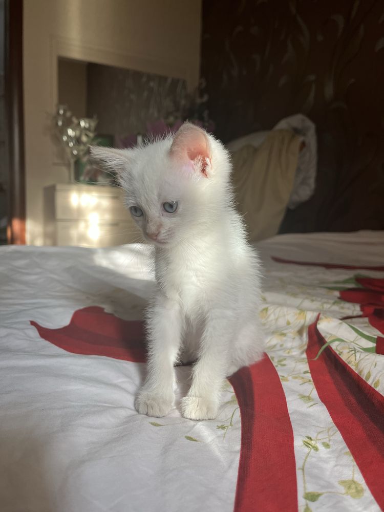 Котенок девочка  1,5 м
