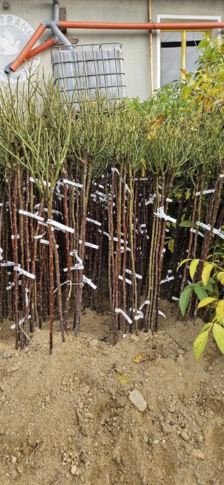 Trandafiri pomisori, diverse culori. 140 cm. Se livreaza in toata tara