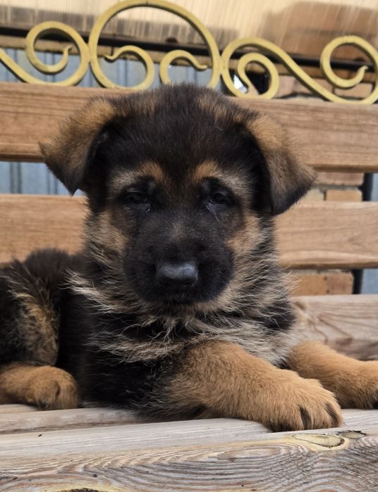 Щенки немецкой овчарки