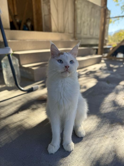 Femela ochi albastri