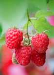 Vând Zmeură Polka Bio - 30 lei/kg