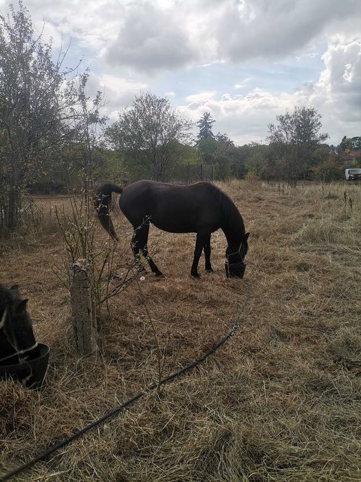 Кобила за продан