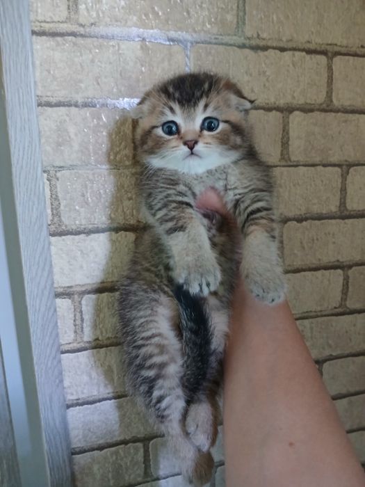 Продаю котят шиншил