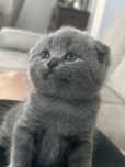 British shorthair