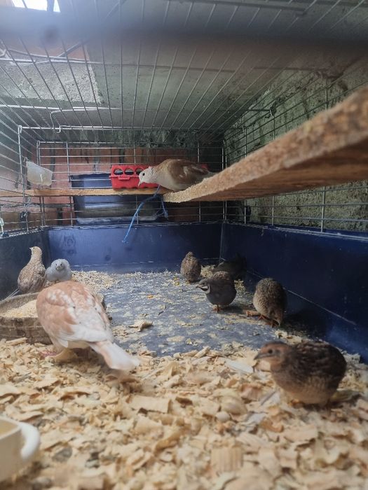 Prepelite pitice chinezesti