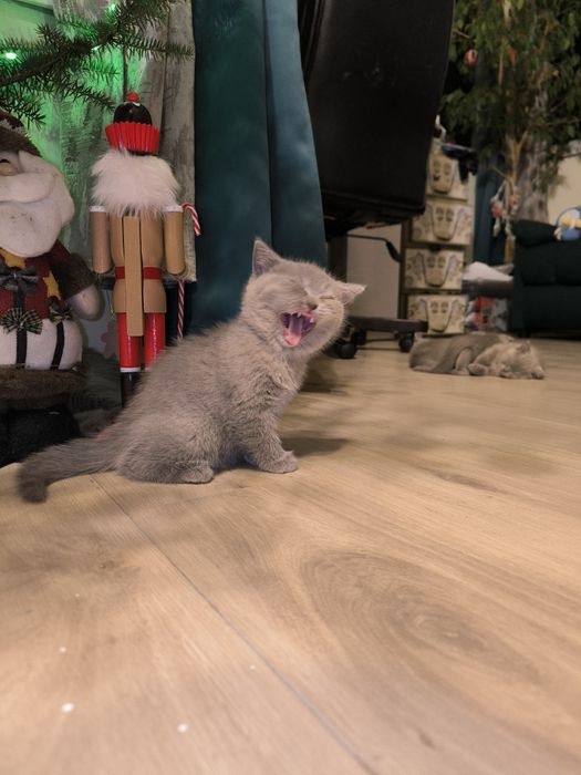 Сини британски и шотландски клепоухи котенца