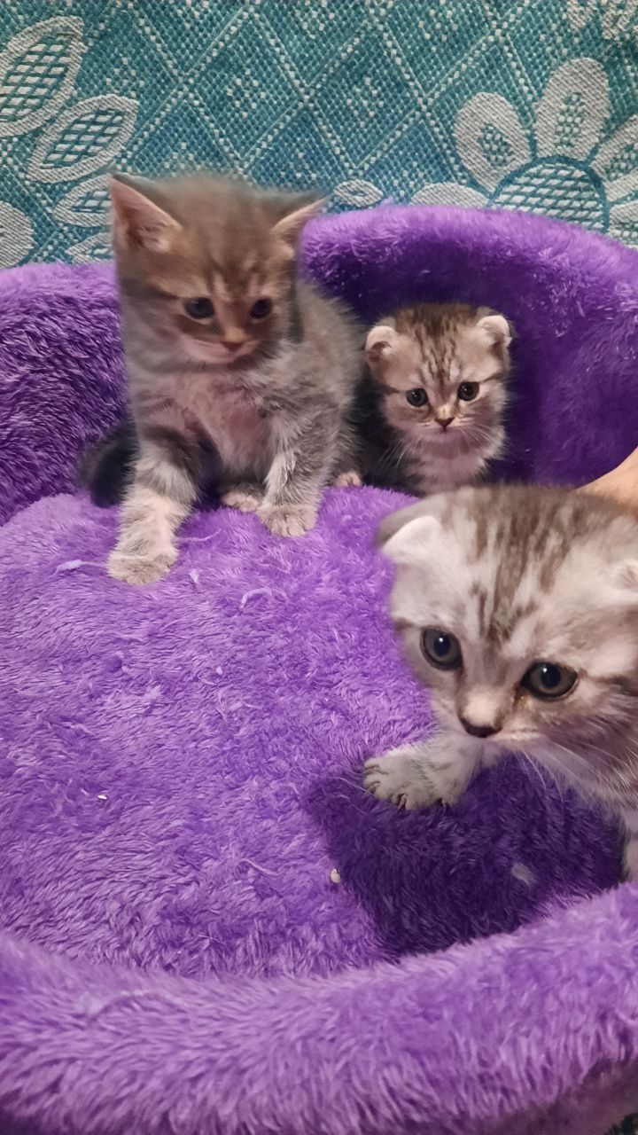 Скотиш Фолд/Страйт