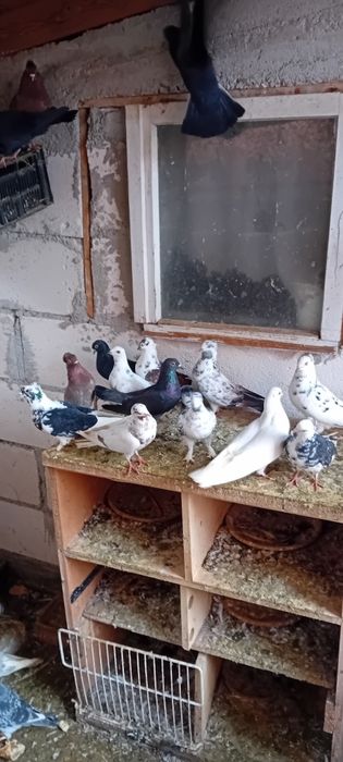 Vând Porumbei voiajori