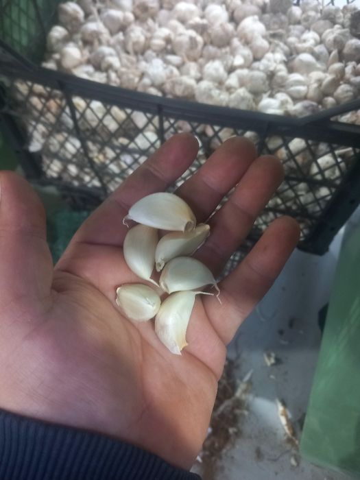 Usturoi de pus în pământ