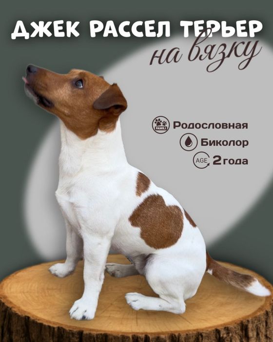 Джек Рассел Терьер на вязку