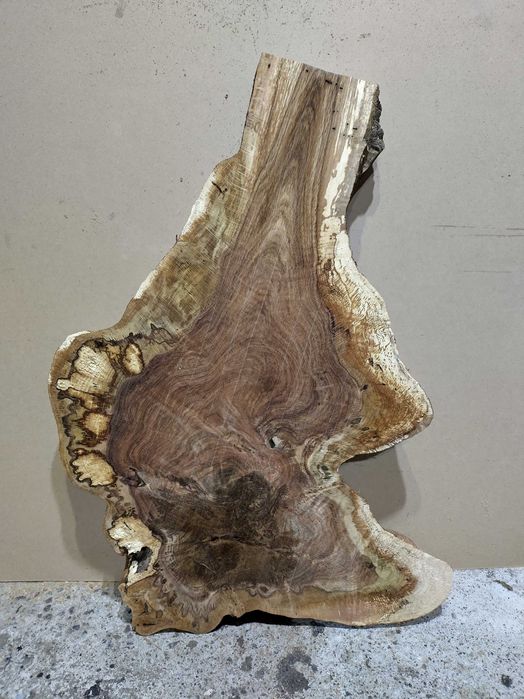 Rondele rădăcină de stejar/ felii rădăcină stejar