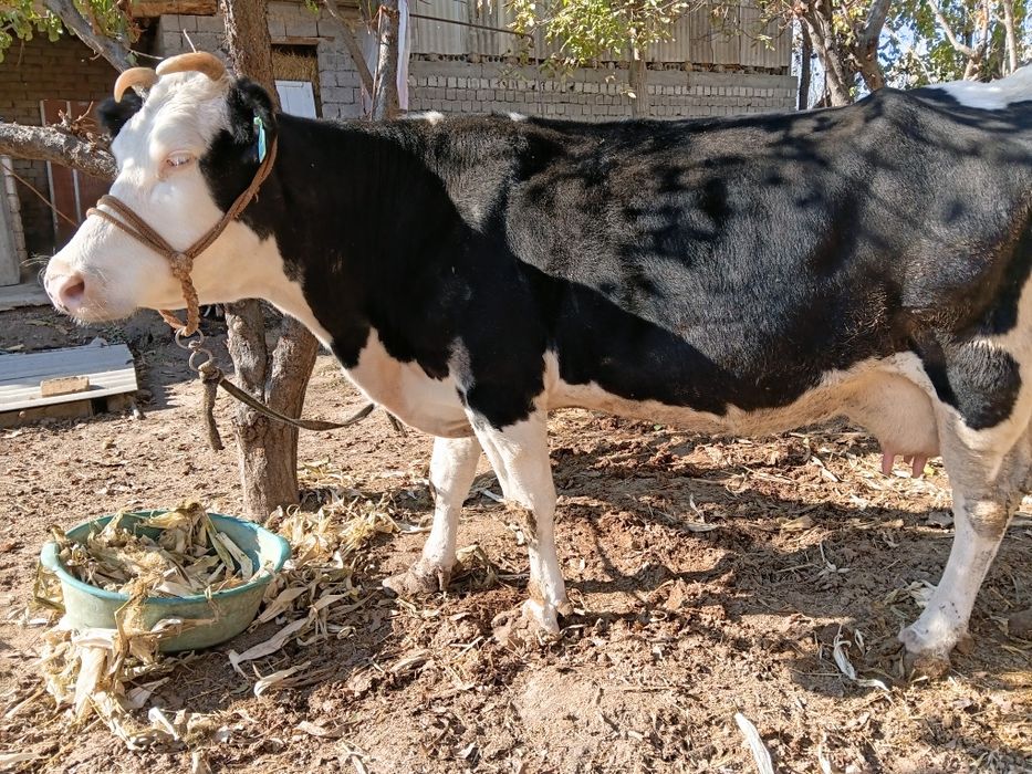 Ona bola sigir sotiladi